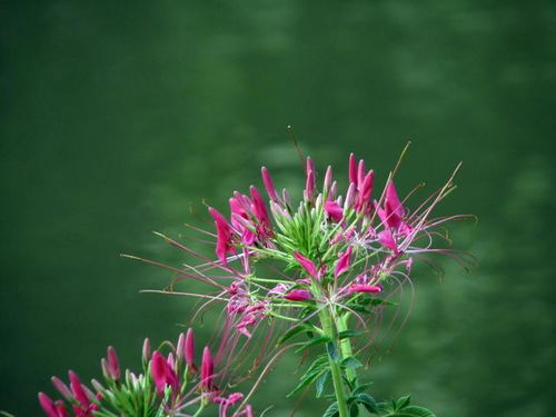 夕照映霞开,蝶醉花间舞 醉蝶花