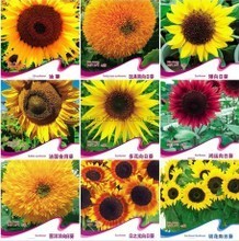 【春播花卉种子】最新最全春播花卉种子 产品参考信息