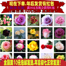 【盆栽鲜花种子】最新最全盆栽鲜花种子搭配优惠_一淘网