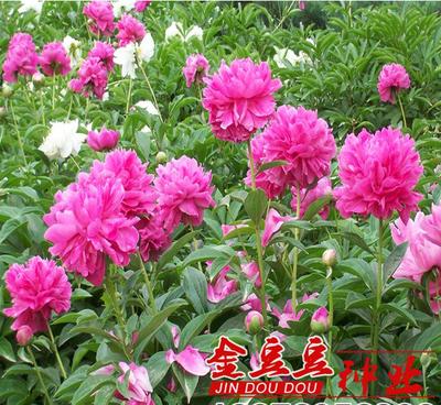 【牡丹籽牡丹种子发芽率高可盆栽 花卉种子阳台观花植物】价格_厂家_图片 -