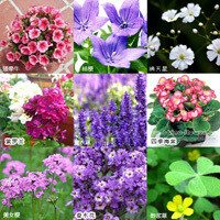 乐奇儿 各种花种子 家居装饰植物 花卉 办公室植物 香草