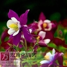 【猫爪草种子】最新最全猫爪草种子 产品参考信息