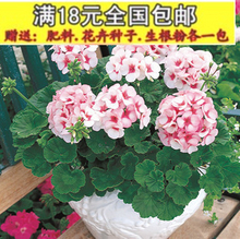 【进口天竺葵花种子】最新最全进口天竺葵花种子 产品参考信息
