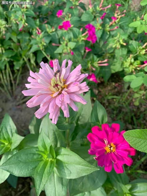 九块九的花种子,是实惠还是智商税?