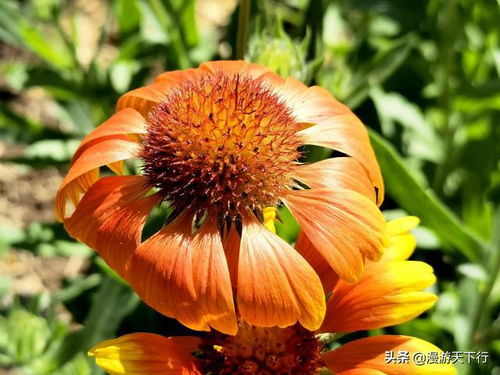 天人菊集翠 21种花卉种子,先睹为快