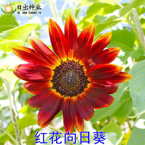多品种向日葵种子的种植与用途指南