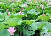 供应优质观赏荷花莲花种子及种苗,助力园艺与农副产品发展
