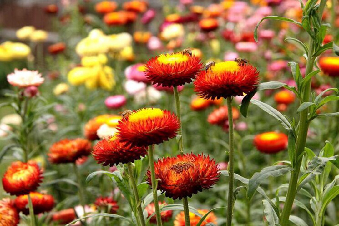 品种丰富、品质卓越——专业花卉种子批发服务