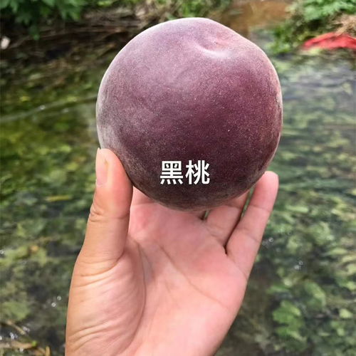 广州花卉种子的选择与栽培指南