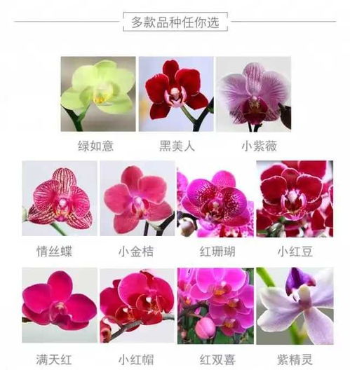 蝴蝶兰种植全攻略 从种子到盛开的完美旅程