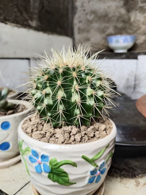 4种镇宅花，虽貌不惊人却守护家园，养在家中倍感安心