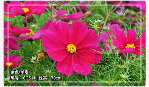 进口波斯菊花种子 园林绿化与景观花海的理想选择