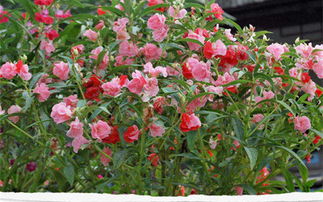 七彩凤仙花 四季绽放的易活花卉之选