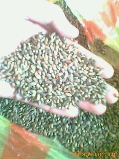 沭阳县新河镇新河街鸿翔花卉苗木场花卉种子产品列表