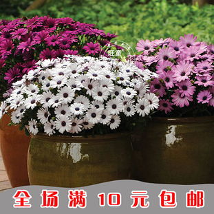 花卉种子系列杂志 从播种到绽放的园艺之旅