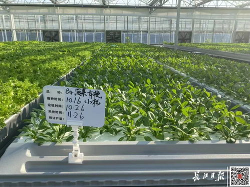 武汉植物工厂 科技赋能，70多种叶菜与花卉种子实现全年上市