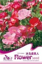 罂粟花种子全面参考指南 从选购到种植的注意事项