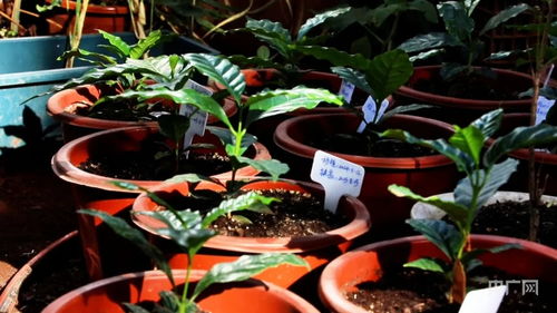 从野生资源到产业“芯片” 一粒花卉种子的跃迁之路