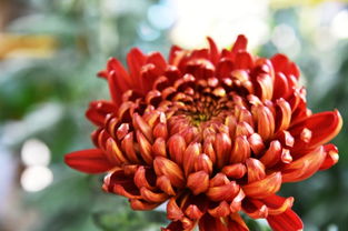 秋色无边，惠山古镇赏秋新体验 从赏花到种花，感受生命轮回