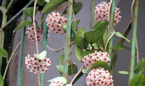 香雪球 四季常开，芳香独特的藤本花卉