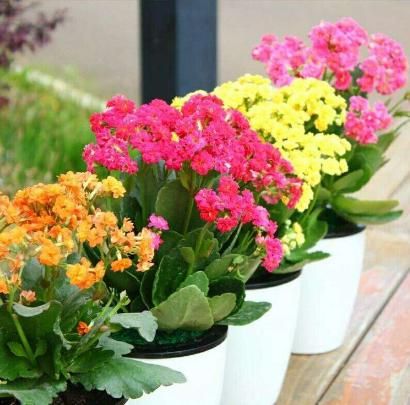 8种净化空气超强花卉，养几盆在家，病菌甲醛都少了