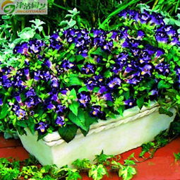 夏堇丹 进口种子的盛夏精灵，点亮花园的缤纷诗篇