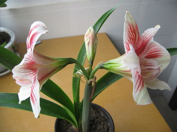 2011年播种朱顶红精品简介 | 藏花阁花卉论坛园艺分享