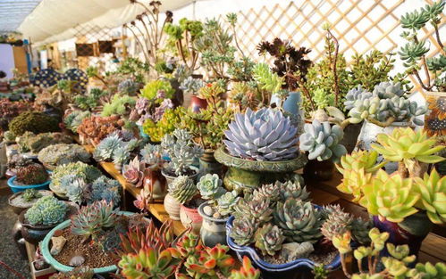 探秘祥源花世界星球花园 千余种多肉与花卉种子盛宴