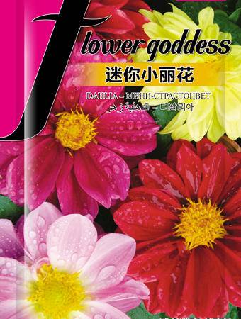 春日种植秘籍 邮乐官方推荐“花儿朵朵”迷你小丽花种子与美丽图鉴