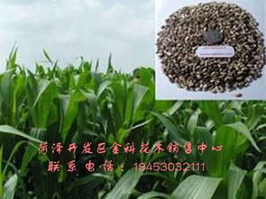 精品推荐 菏泽开发区金科花木销售中心
