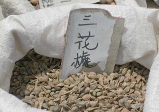 出售花卉种子 三花槐种子_农副产品_世界工厂网中国产品信息库