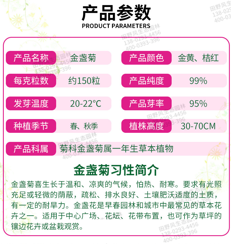 工厂绿化花卉种子厂家供应 易存活耐寒金盏菊花花籽黄金菊种子