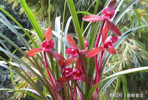 此兰是 云南色花之王 ,极品红素,兰香四溢,开花后仙气十足