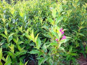 沭阳花供应商,价格,沭阳花批发市场 