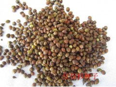 红豆杉种子红豆杉小苗优质红豆杉小苗优质红豆杉种子产品详细说明