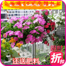 【名贵花种】_绿植园艺价格_最新最全绿植园艺返利优惠_一淘网