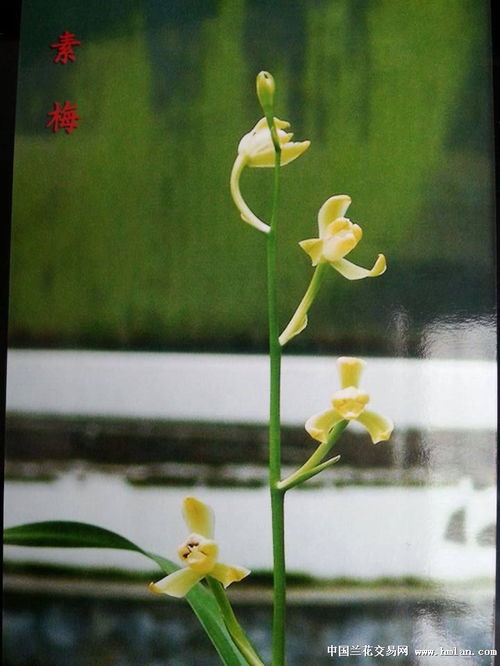 建兰精品 新种素花梅瓣 仔母壮苗
