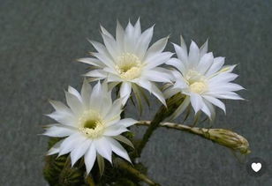 这是什么花