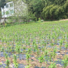 2019花卉种子种苗价格 报价 花卉种子种苗批发 第2页 种子网