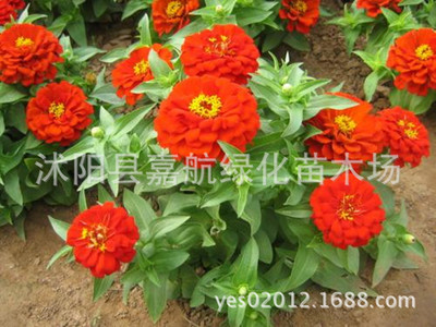 供应花卉种子、矮百日草(F1)种子百日菊种子 步步高 对叶梅