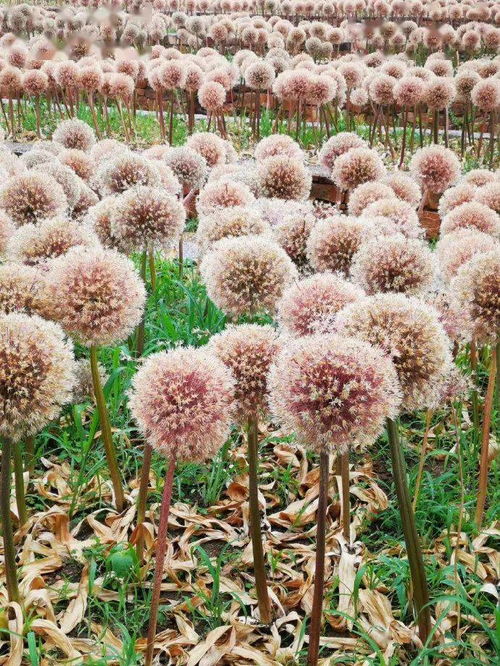 趣味植物开花成球团团圆圆，这10种花卉种子给你带来新年福气
