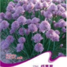 家庭花卉种植指南 种子选购、批发渠道与厂家解析