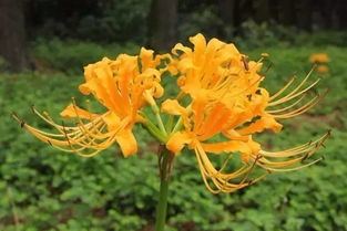 杭州植物园入选首批国家花卉种质资源库，守护花卉种子多样性