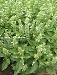 青岛百草香香草与花卉种子种苗产品全览