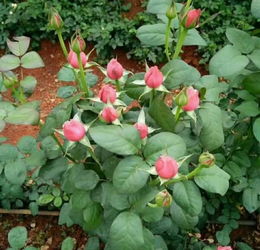 昆明东川区优质玫瑰花苗选购指南 聚焦夏春花卉与种子选择