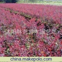 红叶小檗 秋日庭院中的那一抹亮色——从种子到风景的培育指南