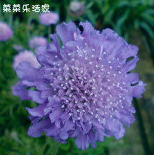 选择比努力更重要 揭开“a种子”花卉栽培的全方位指南