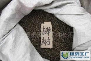 优质榉树种子与各类花卉园艺种子的精选指南